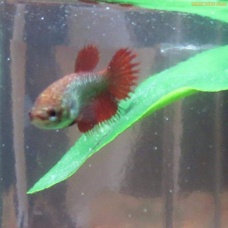 Aquarium Fish Beautiful - K1AE Plant Fish Bed for Fish