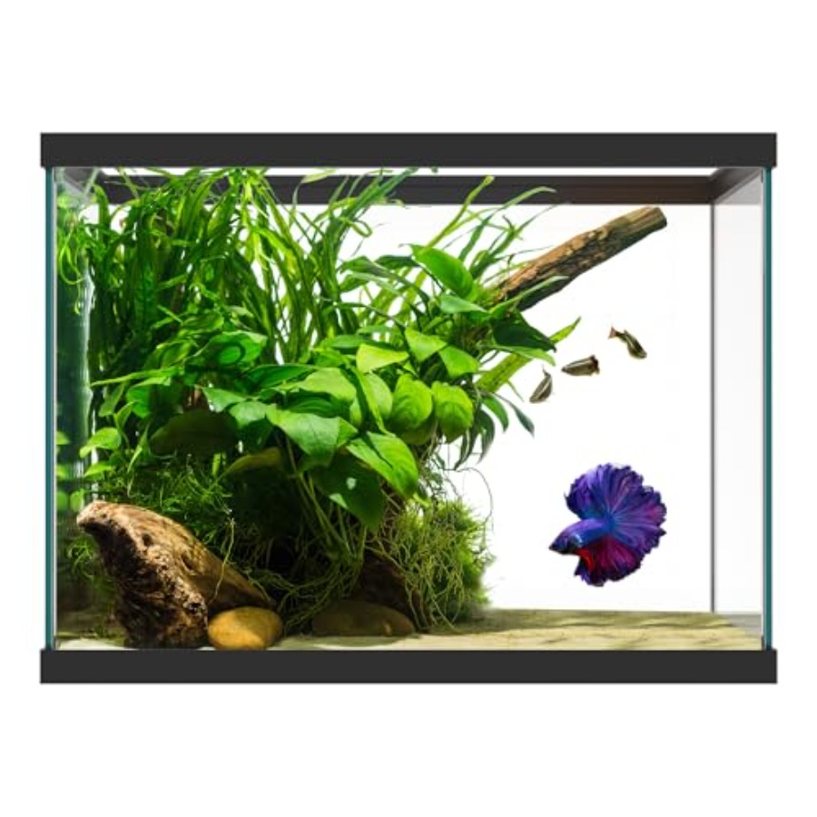 Aquarium Fish Goldfish - 20 Gallon Glass Aquarium - 24