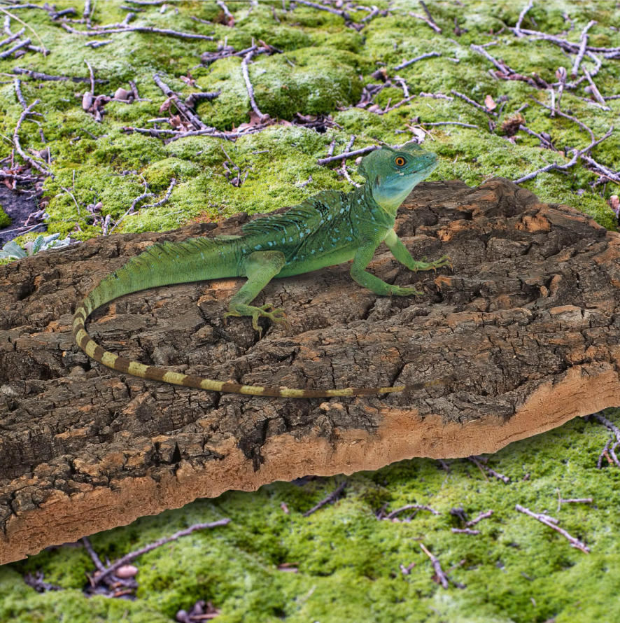 1pc Cork Bark Reptile Climbing - огляд і ціна Aquarium Fish Dragon