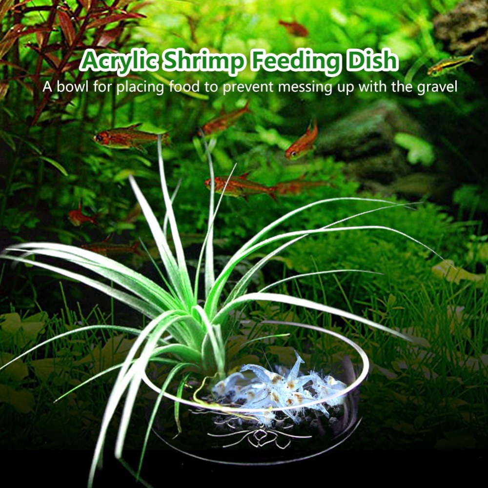 Acrylic Shrimp Feeding Dish Tr - огляд і ціна Aquarium Fish Beautiful