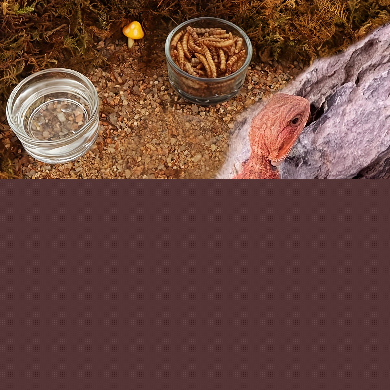 Glass Aquarium Mini Size Shrim - огляд і ціна Aquarium Fish Feeder
